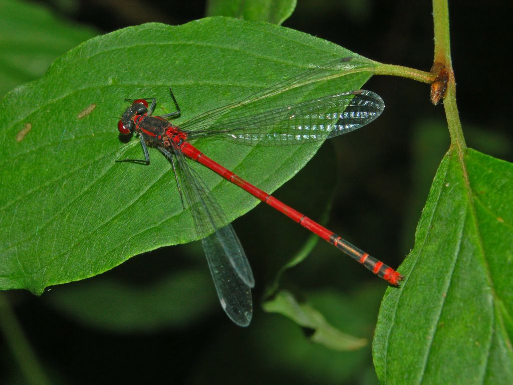 Rosso Libellula